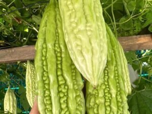 Khổ qua - kg( theo mùa)