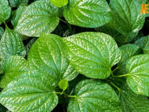 Lá lốt (Order)- 100g