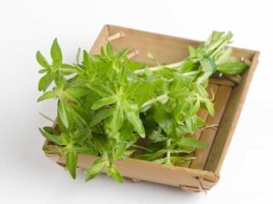 Rau ngổ ( ngò om)- 100g