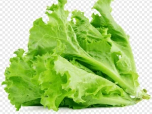 Rau xà lách - cây