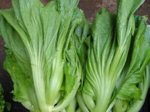 Cải muối dưa (bán theo cây)