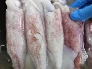 Mực ống động lạnh 1 kg