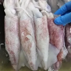 Mực ống động lạnh 1 kg